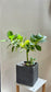 Culsia Rosea Princess in Grey Pot
