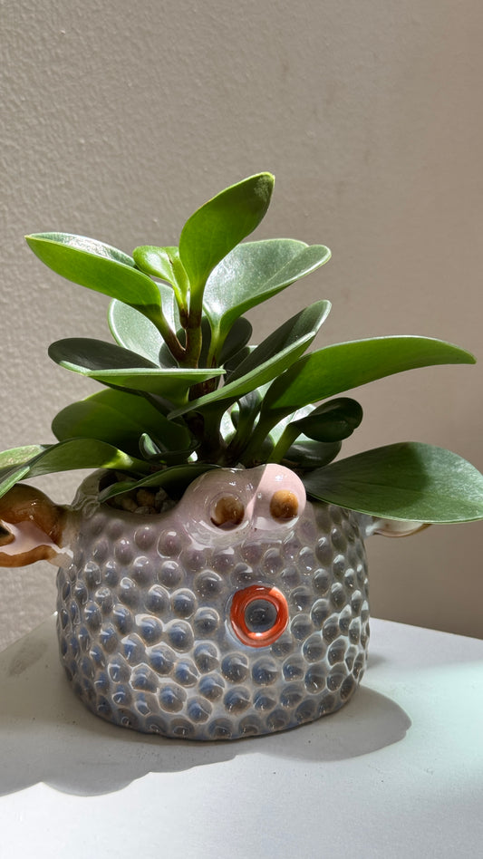 Peperomia Obtusifolia in Crab Ceramic Designer Pot