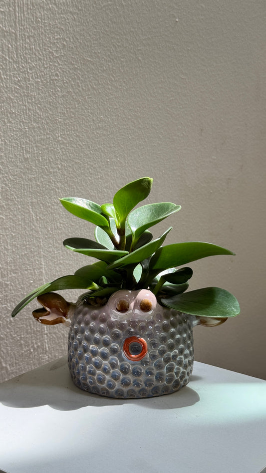 Peperomia Obtusifolia in Crab Ceramic Designer Pot