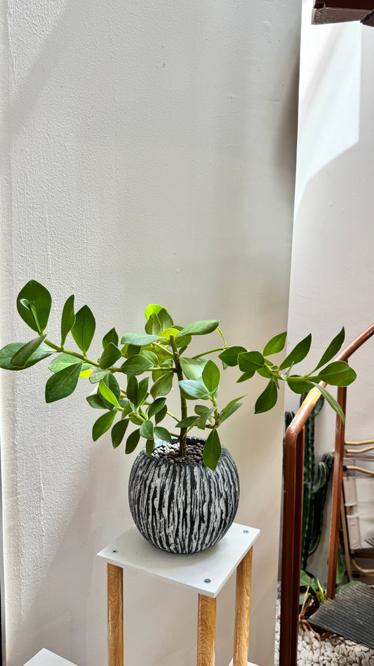 Culsia Rosea Princess in Round Grey Pot