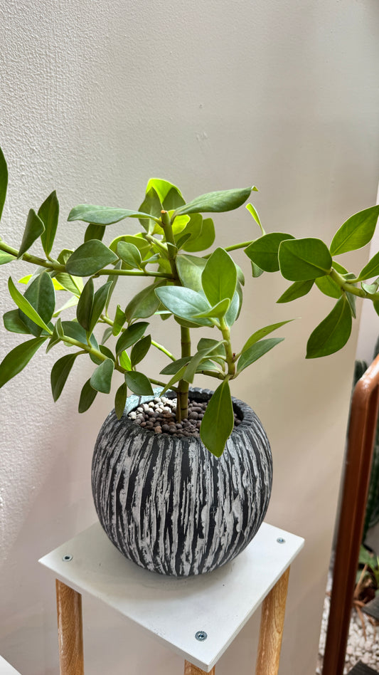 Culsia Rosea Princess in Round Grey Pot