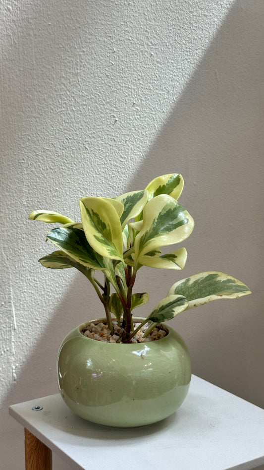 Peperomia in Green Ceramic Pot