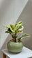 Peperomia in Green Ceramic Pot