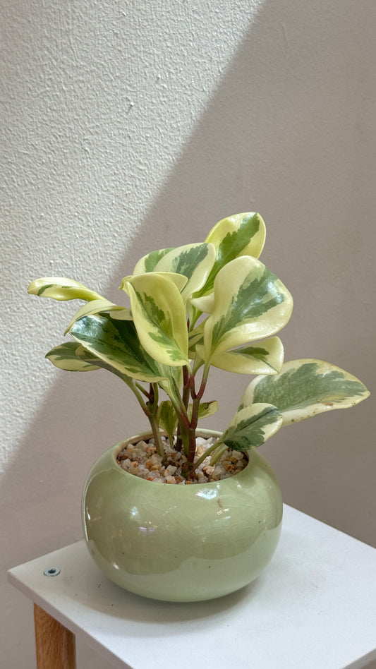 Peperomia in Green Ceramic Pot