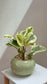 Peperomia in Green Ceramic Pot