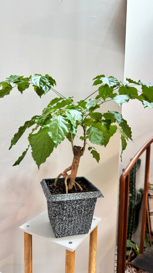 Radermachera Sinica (China Doll) in Grey Pot