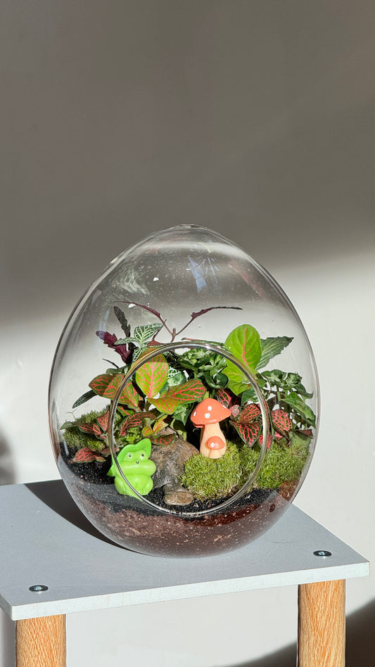 Fittonia & Fern Arrangement with Moss in Eggette Glass Terrarium