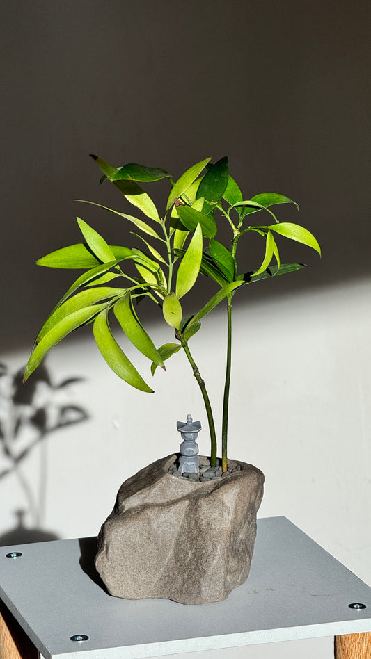 Nageia Nagi in Zen Faux Stone Pot