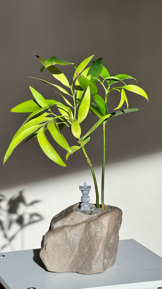 Nageia Nagi in Zen Faux Stone Pot