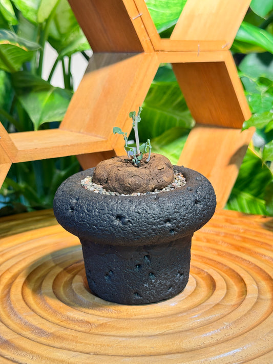 Stephania in Flower-like Zen Black Pot