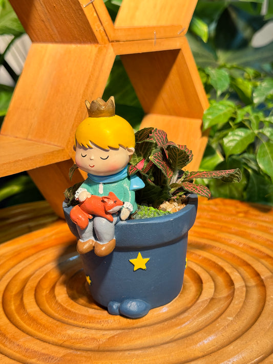 Fittonia in Little Prince with Fox Pot