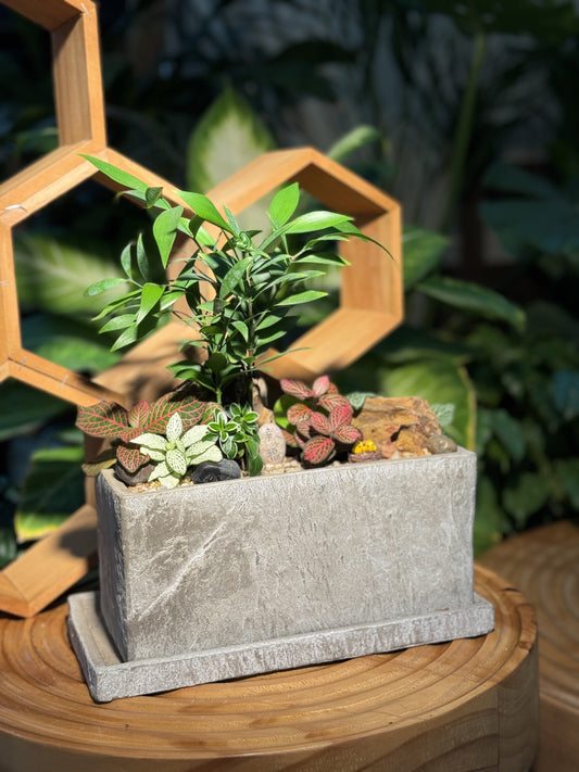 Fittonia and Podocarpus Arrangement in Zen Rectangle Concrete Pot