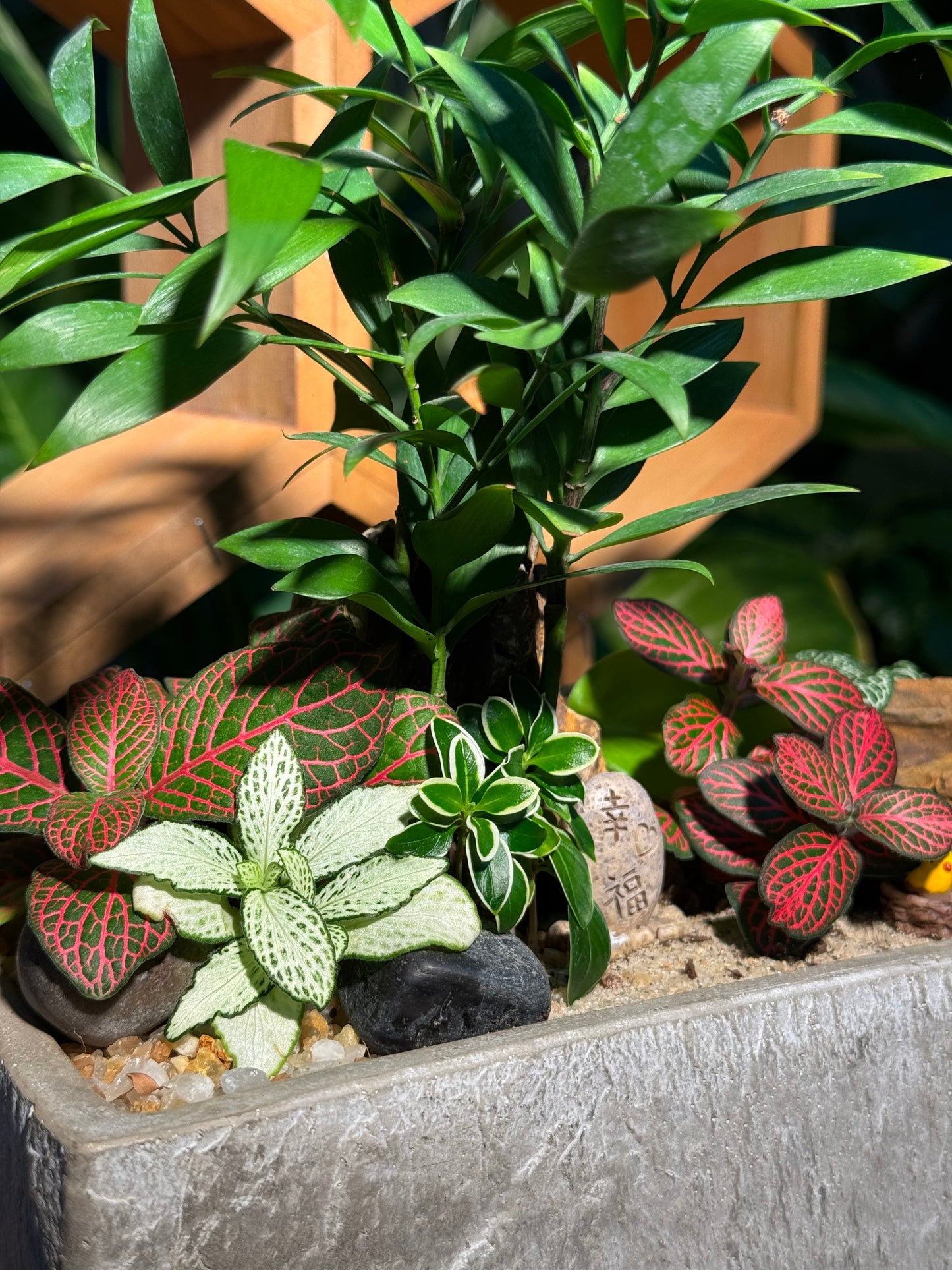 Zen Serenity Bonsai Arrangement