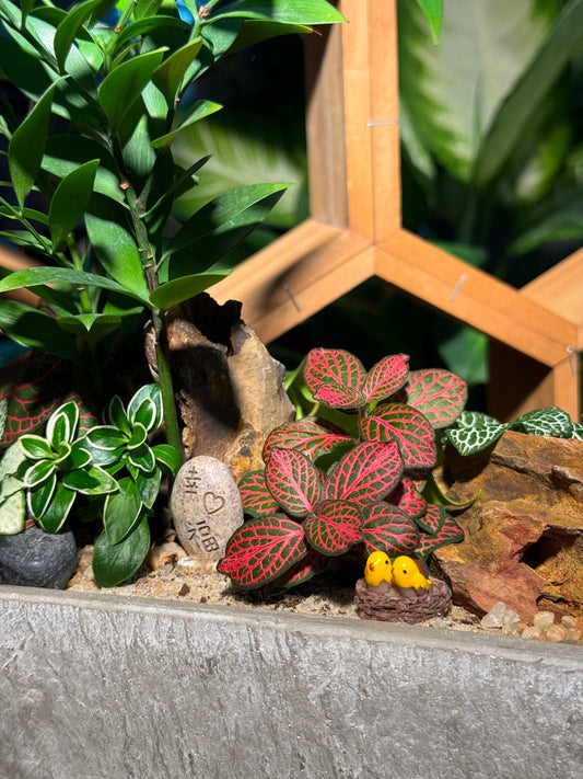 Fittonia and Podocarpus Arrangement in Zen Rectangle Concrete Pot