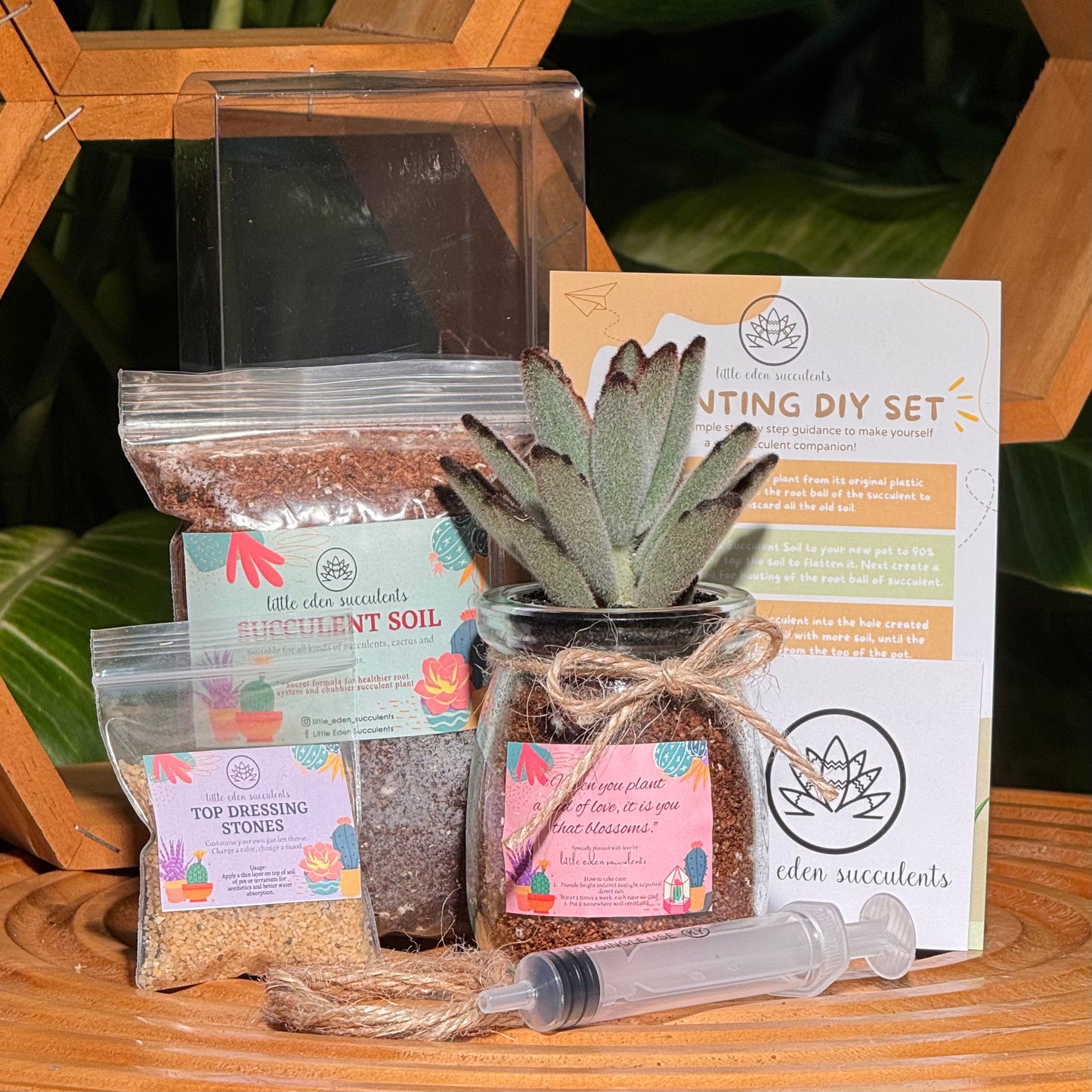 Pudding Jar Succulent Terrarium DIY Set