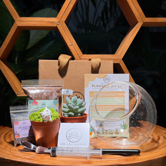 Round Glass Succulent Terrarium (S) DIY Set