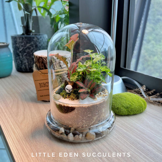 Fittonia and moss indoor terrarium (M)