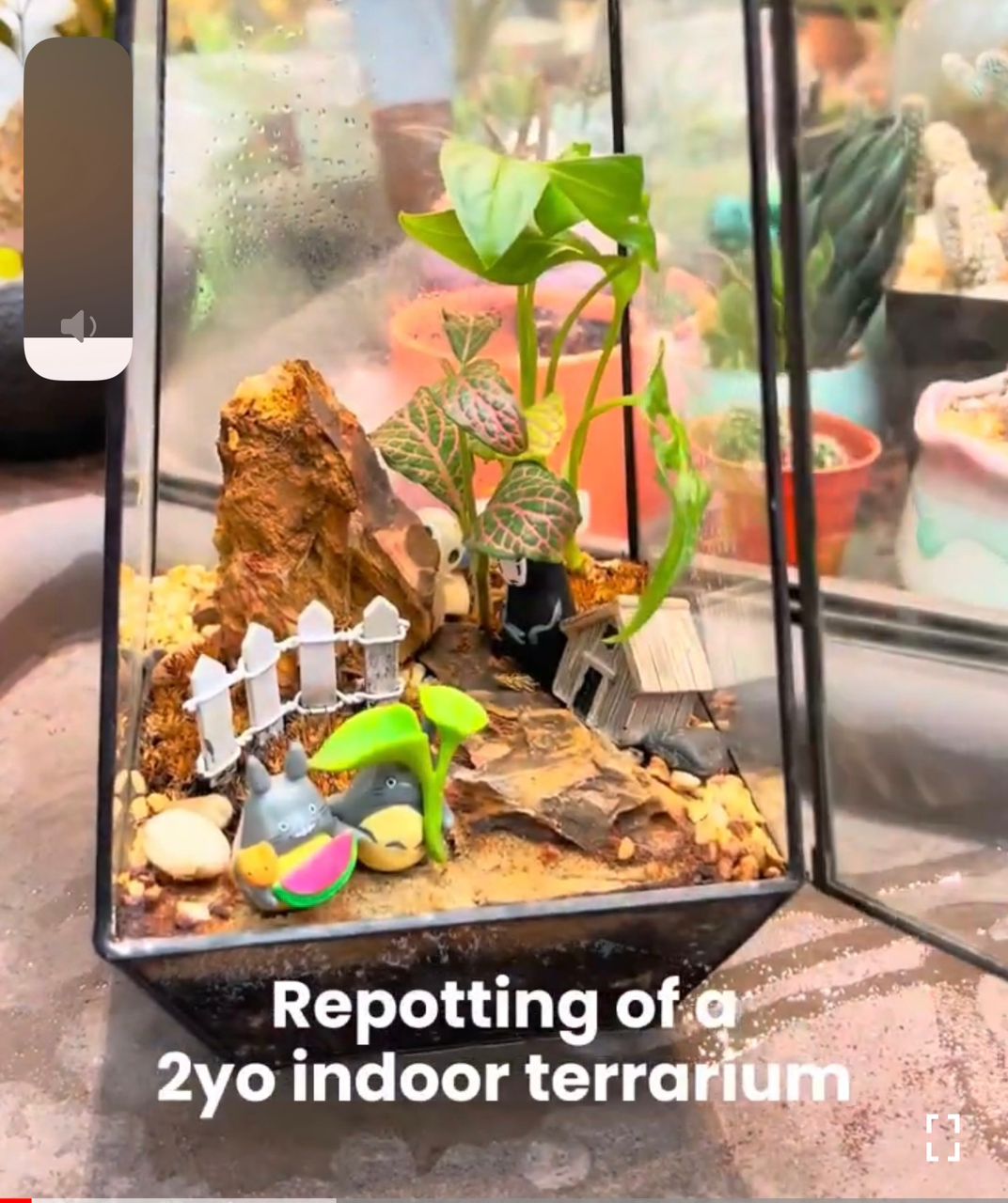 Load video: Repotting of a 2 years old terrarium