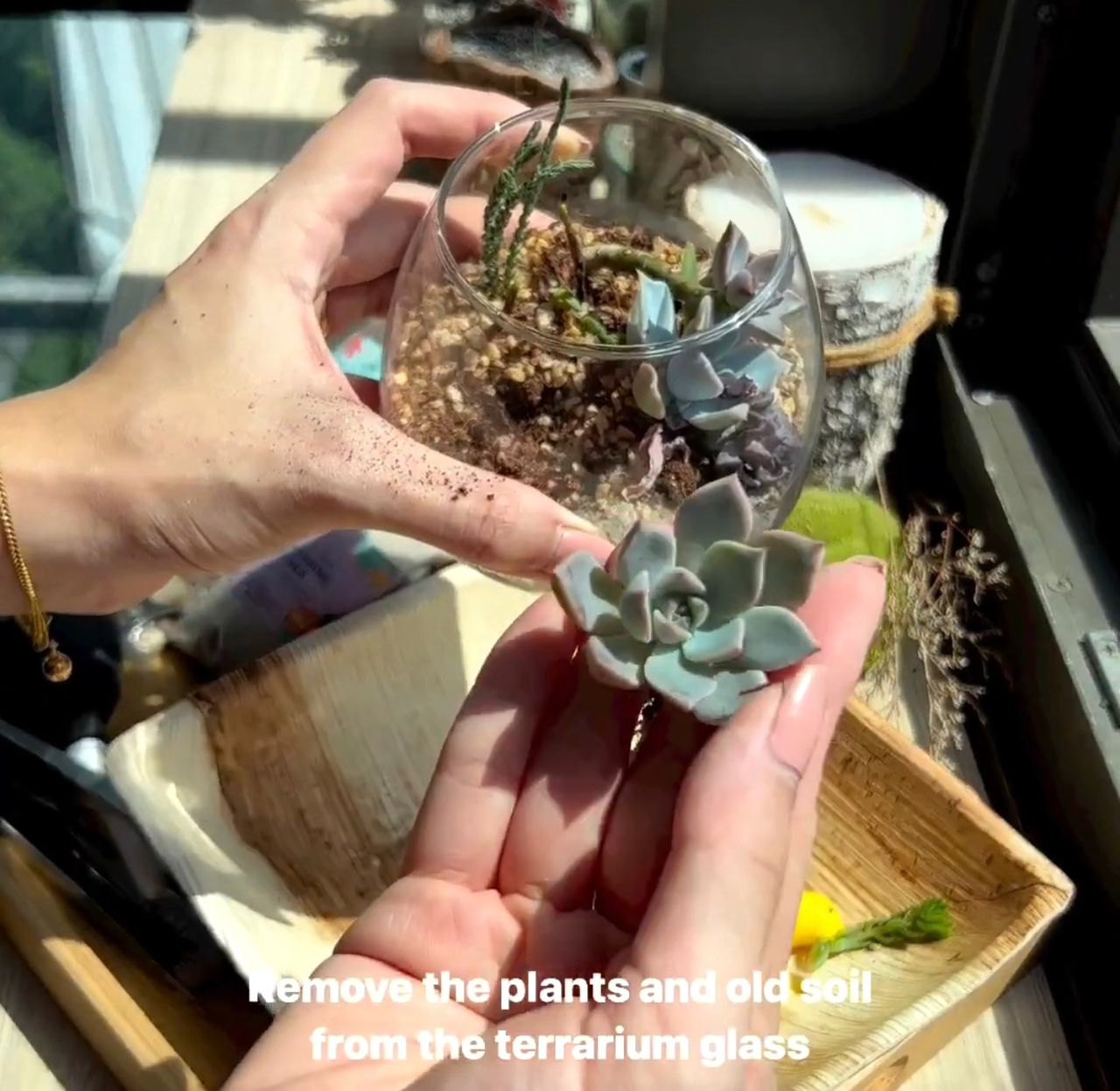 Load video: Repotting a succulent terrarium