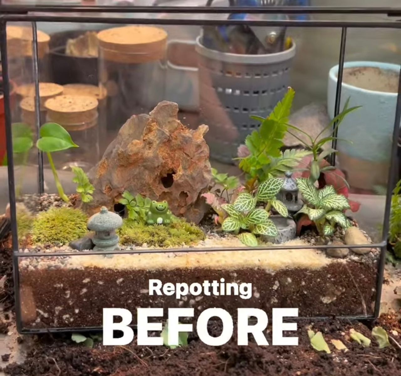 Load video: Repotting an unhealthy terrarium