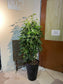 Schefflera Arboricola (Umbrella Plant) 鸭脚木