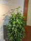 Schefflera Arboricola (Umbrella Plant) 鸭脚木