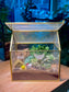 Succulent Arrangement in Golden Frame Glasshouse Terrarium (S)