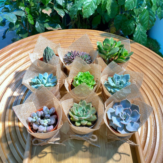 Succulent Bouquet in Burlap wrap - Door Gift Ideas (9 pcs)