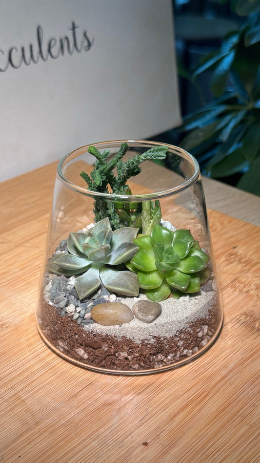 Succulent Terrarium Fuji Glass