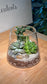 Succulent Terrarium Fuji Glass