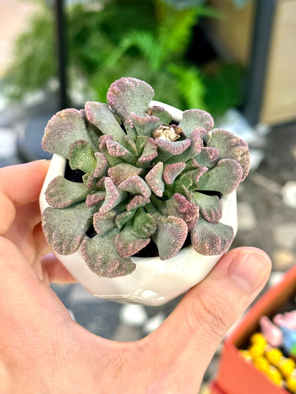 Titanopsis in ceramic pot