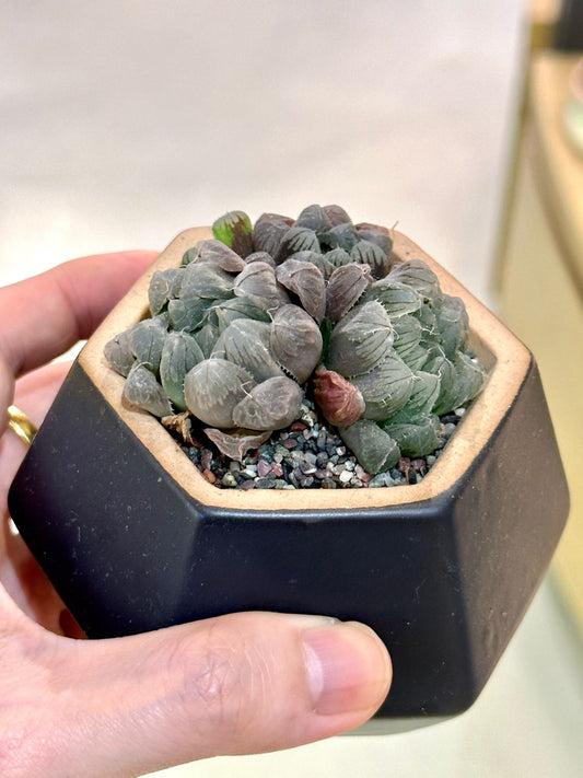 Haworthia Cooperi Truncata in ceramic pot