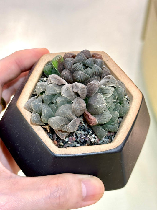 Haworthia Cooperi Truncata in ceramic pot