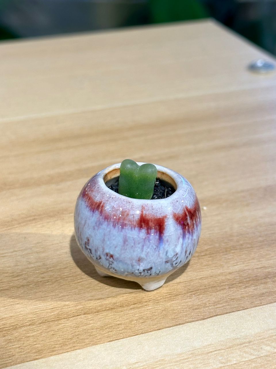 Rare Conophytum in a mini colourful pot