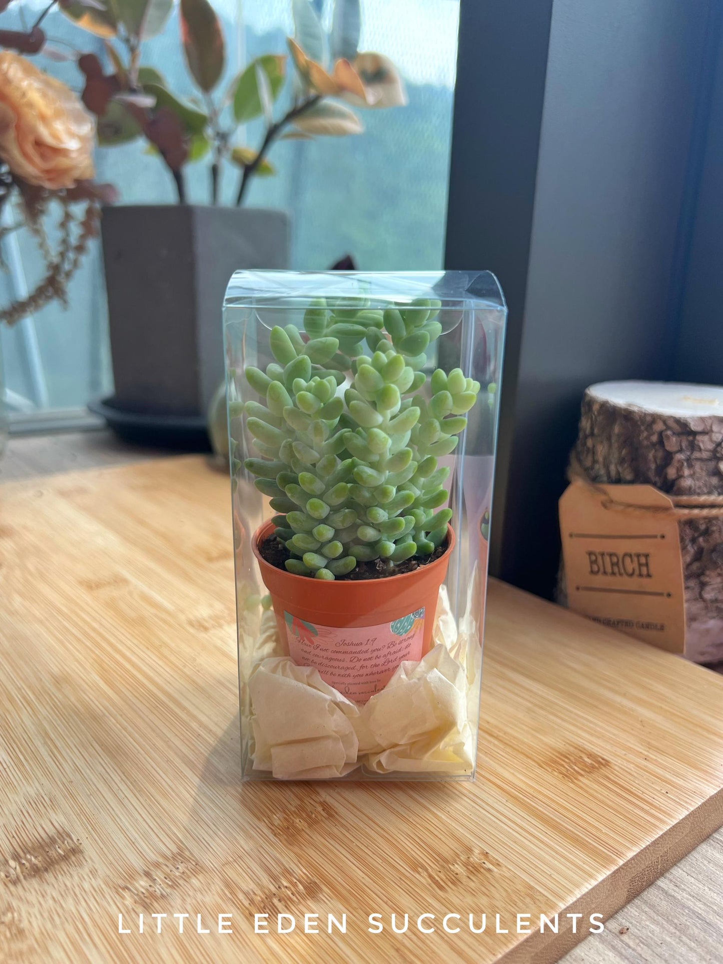 Single Succulent in PVC Box - Door Gift