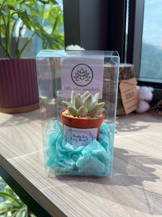 Single Succulent in PVC Box - Door Gift