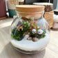 Indoor Plants in Round Covered Glass (S)