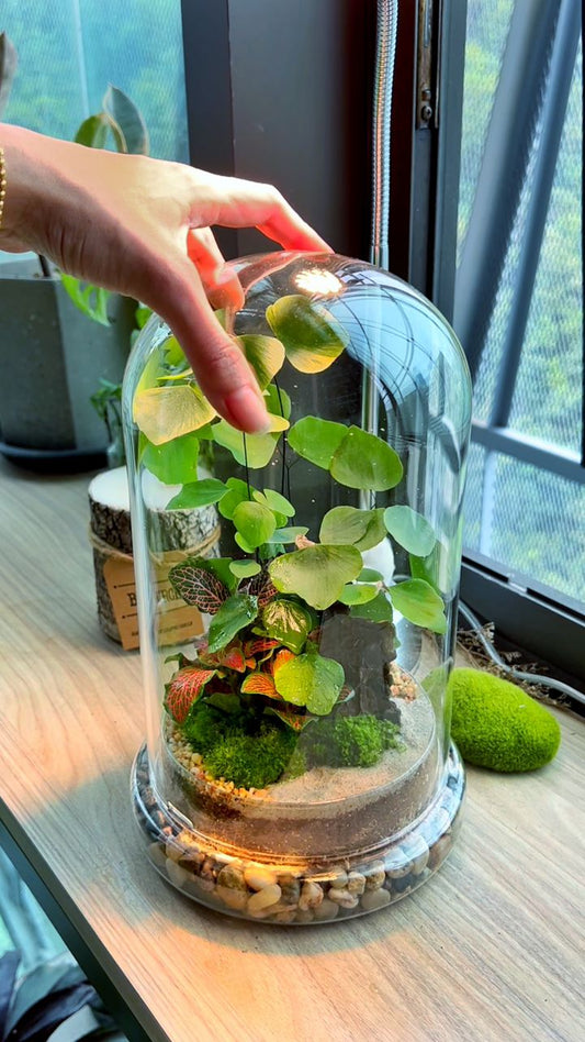 Fittonia, Moss and Fern Dome Terrarium