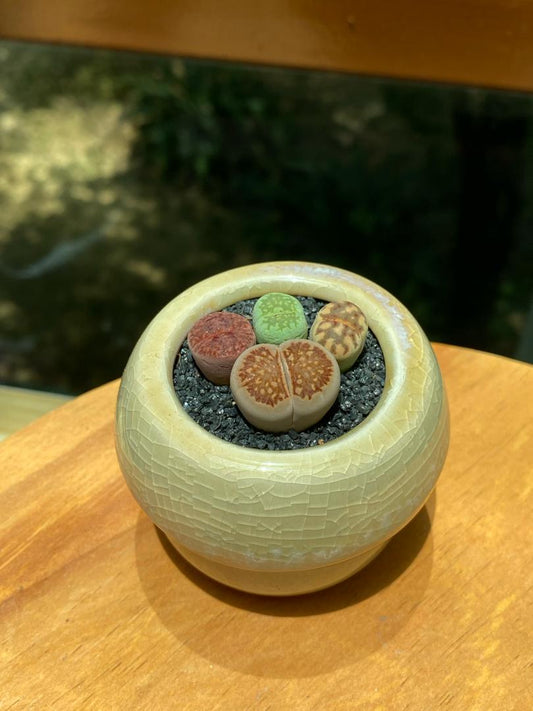 Lithops Collection in Yellow Ceramic Pot