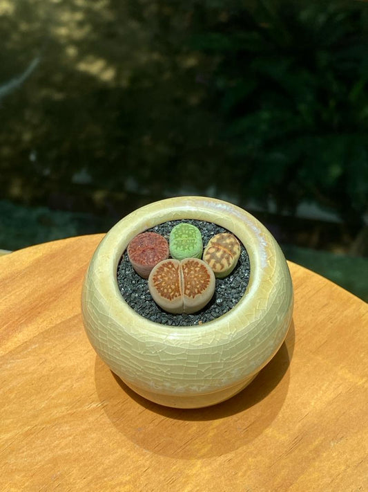 Lithops Collection in Yellow Ceramic Pot