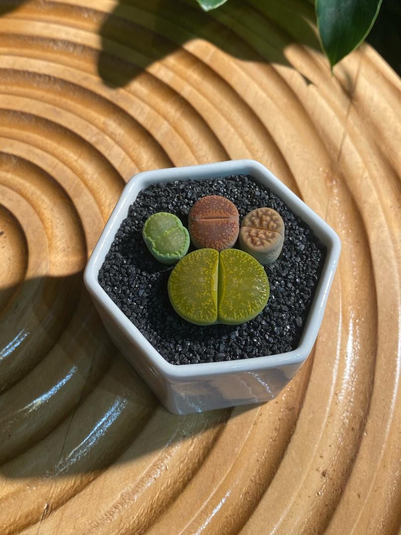 Lithops Collection in White Ceramic Pot