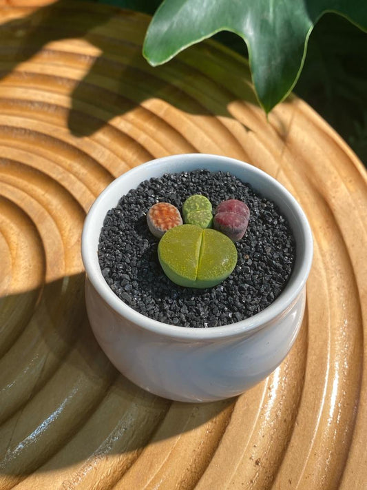 Lithops Collection in White Ceramic Pot