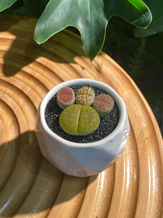 Lithops Collection in White  Marble Pot