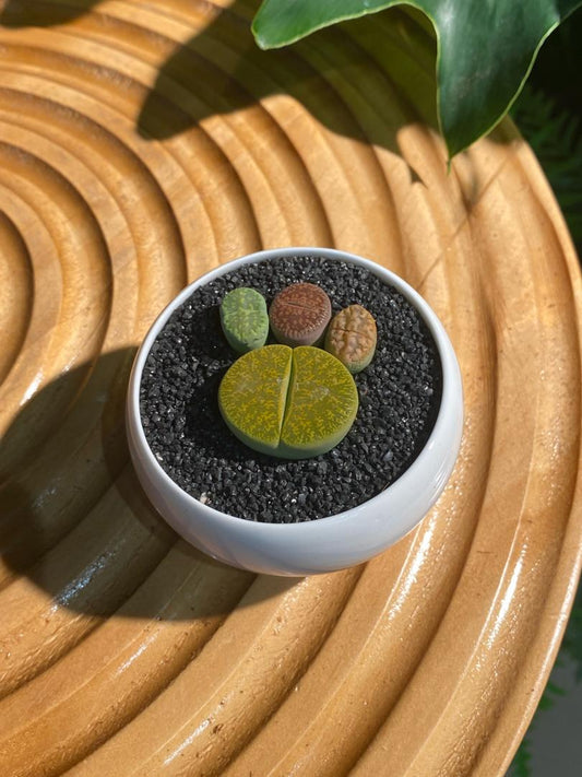 Lithops Collection in White Ceramic Pot