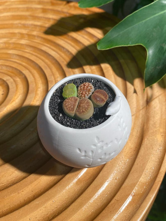 Lithops Collection in White Designer Pot