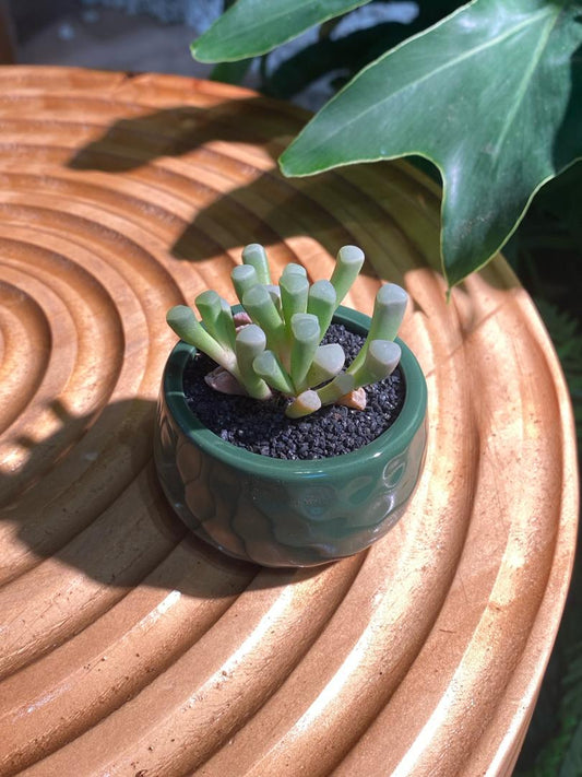 Fenestraria Rhopalophylla in Green Designer Pot