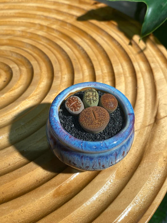 Lithops Collection in Blue Designer Pot