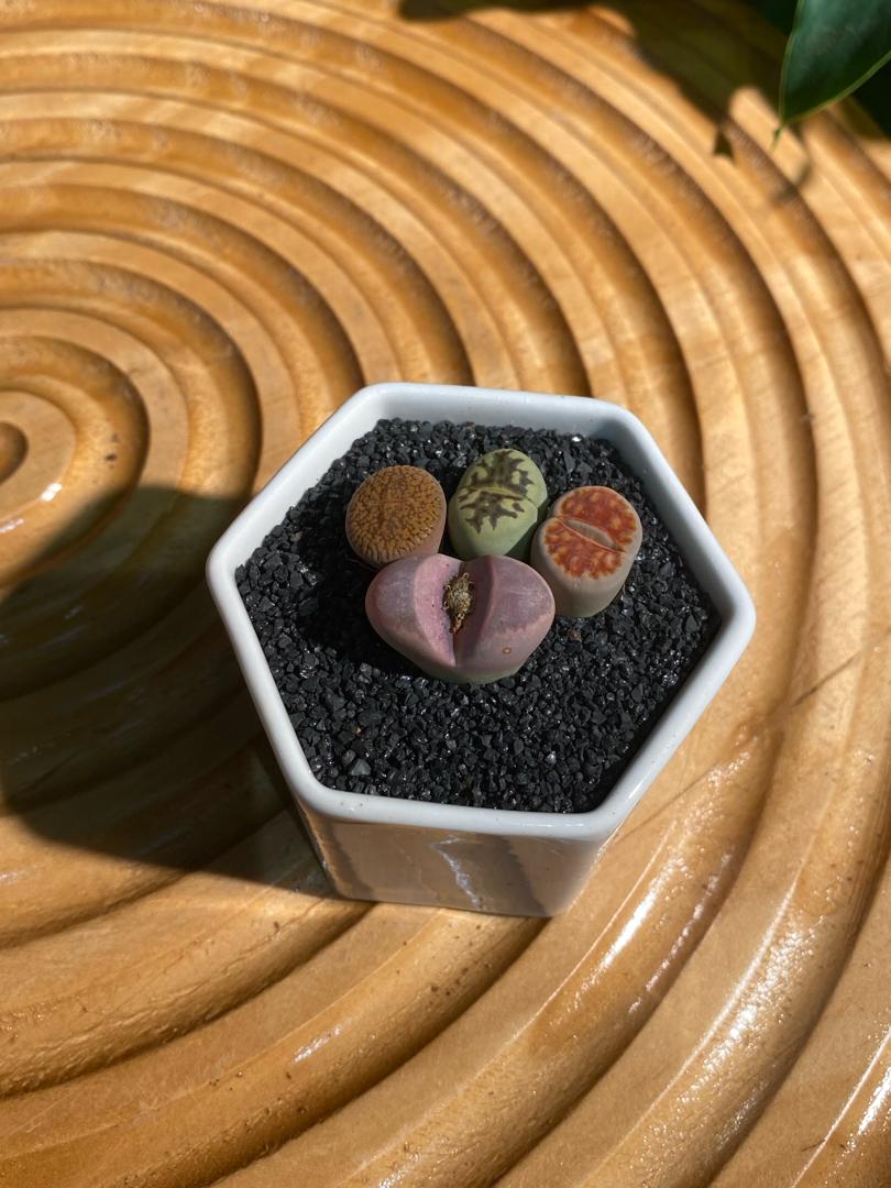 Lithops Collection in White Ceramic Pot