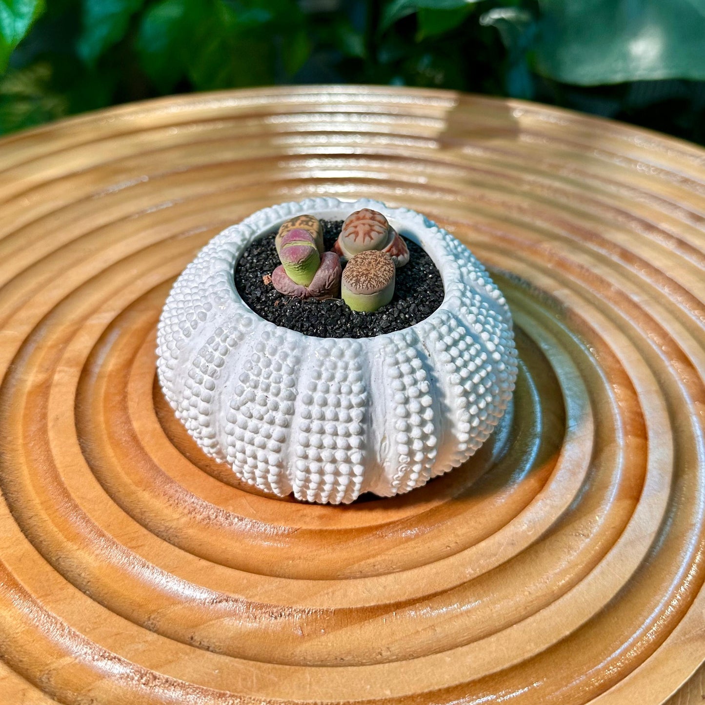 Lithops Collection in White Designer Pot