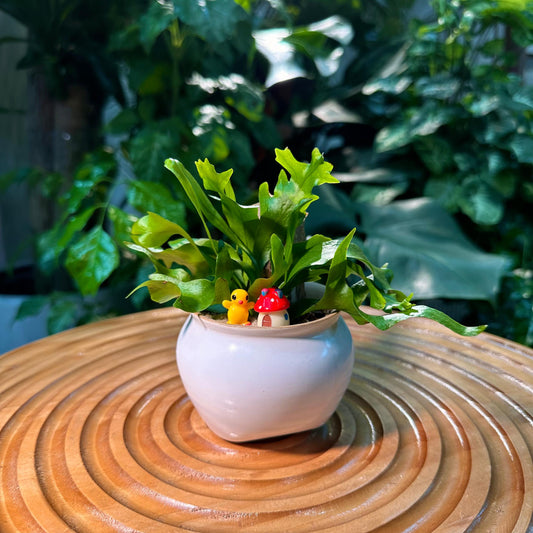 Asplenium Leslie Fern in White Designer Pot